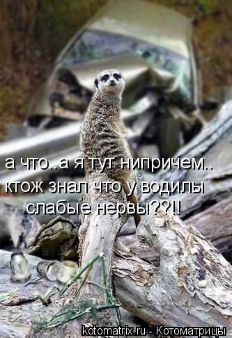 http://cdn.trinixy.ru/pics3/20080425/kotomatrix_40.jpg