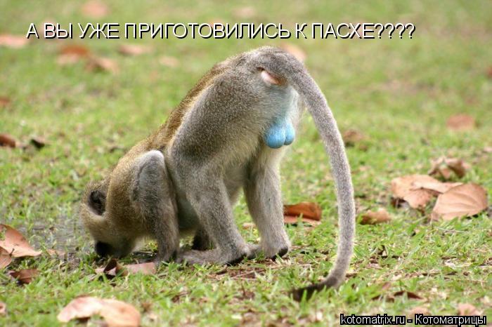 http://cdn.trinixy.ru/pics3/20080425/kotomatrix_60.jpg