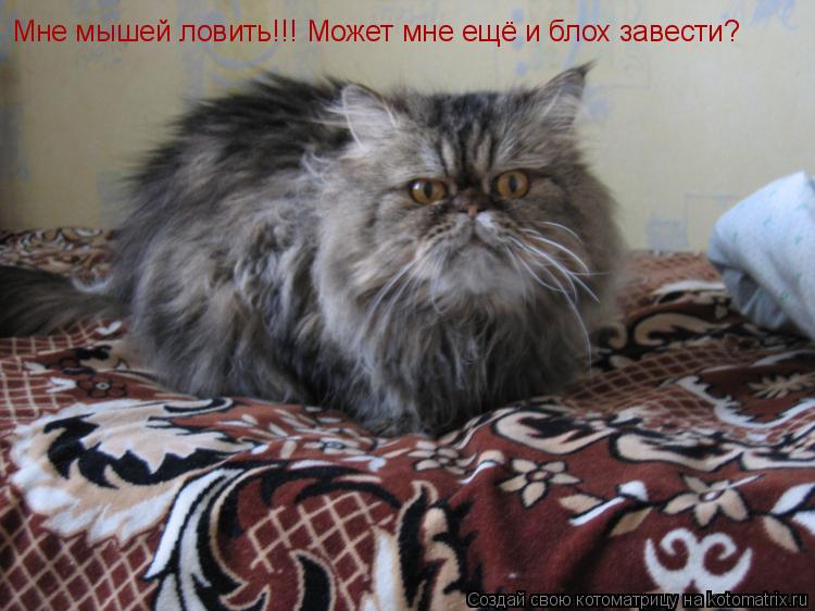 http://cdn.trinixy.ru/pics3/20081230/kotomatrix_28.jpg