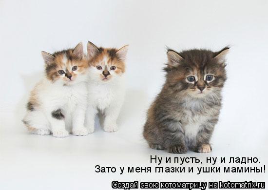 http://cdn.trinixy.ru/pics4/20090129/kotomatrix_12.jpg