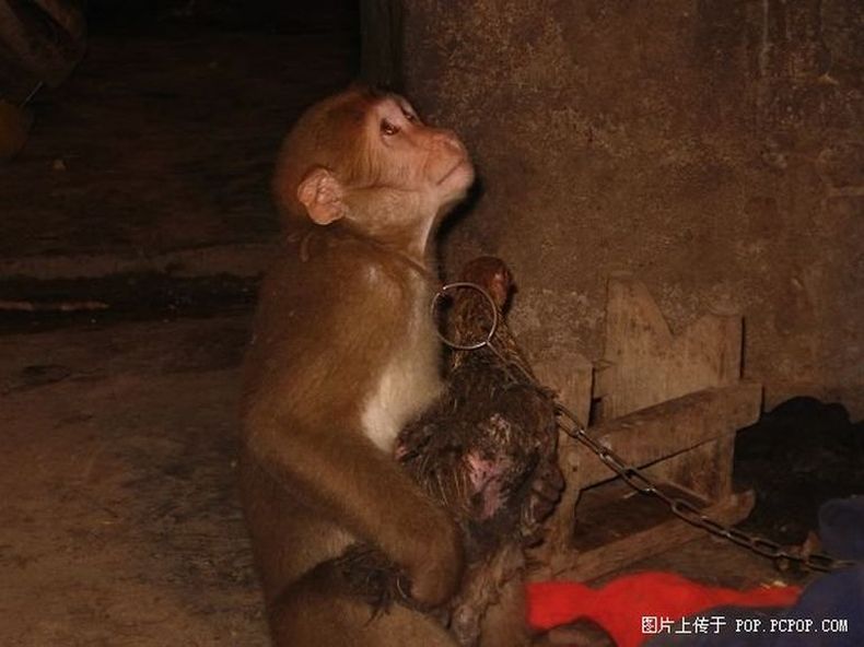 Бедной обезьянке скучно сидеть на цепи одной, видимо единственный друг