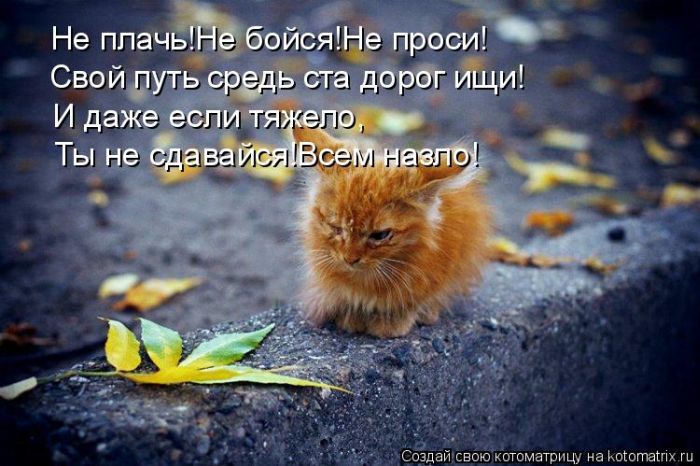 http://cdn.trinixy.ru/pics4/20090904/kotomatrix_56.jpg