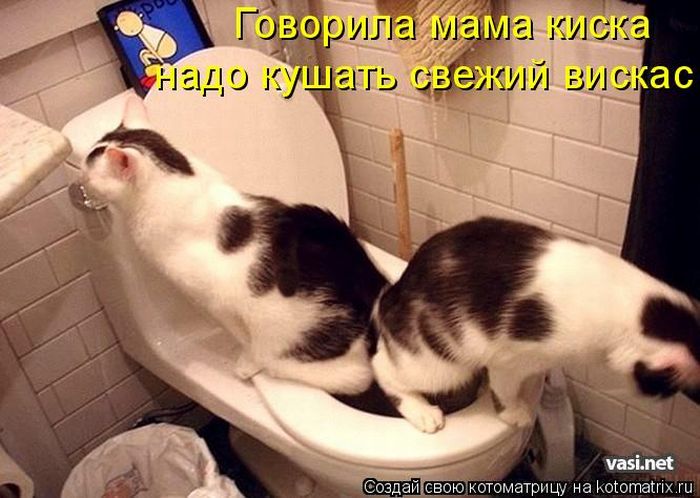http://cdn.trinixy.ru/pics4/20100108/kotomatrix_02.jpg