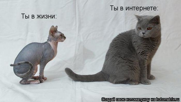 http://cdn.trinixy.ru/pics4/20101126/kotomatrix_28.jpg
