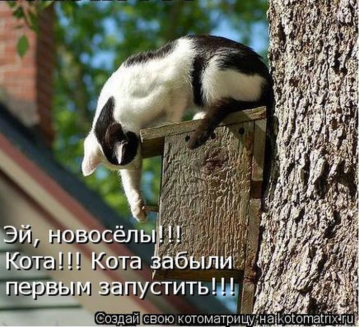 http://cdn.trinixy.ru/pics4/20110311/kotomatrix_21.jpg