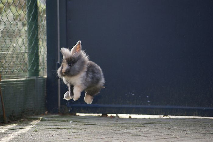 кролики - Страница 2 Bunnies_07
