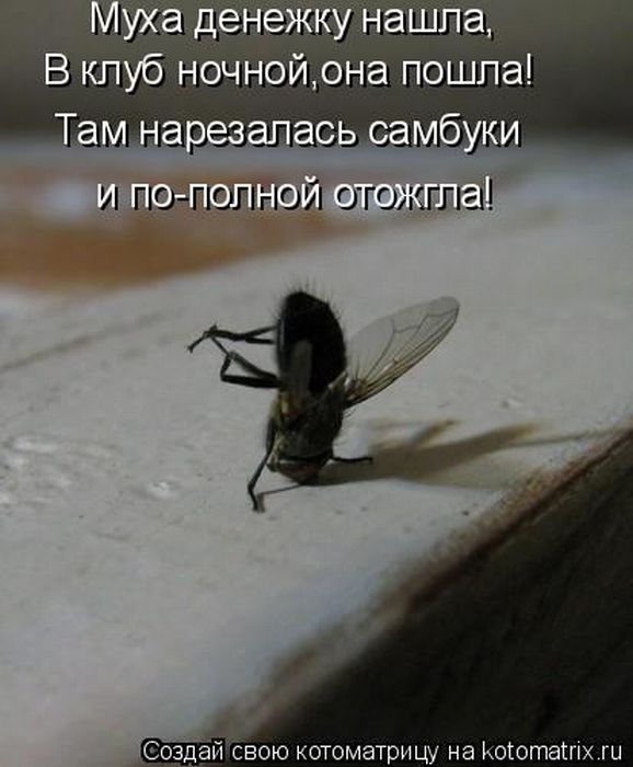 http://cdn.trinixy.ru/pics4/20110527/kotomatrix_41.jpg