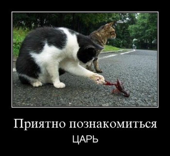 http://cdn.trinixy.ru/pics4/20111116/demotivatory_16.jpg