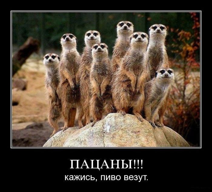 http://cdn.trinixy.ru/pics4/20111118/demotivatory_13.jpg