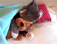 http://cdn.trinixy.ru/pics4/20111209/the_definitive_collection_of_cat_10.gif