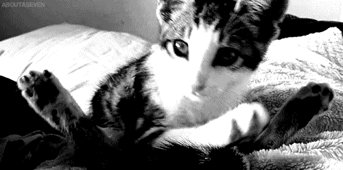 http://cdn.trinixy.ru/pics4/20111209/the_definitive_collection_of_cat_17.gif