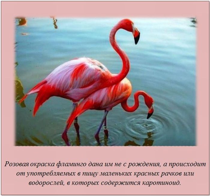 http://cdn.trinixy.ru/pics5/20120207/fakti_14.jpg