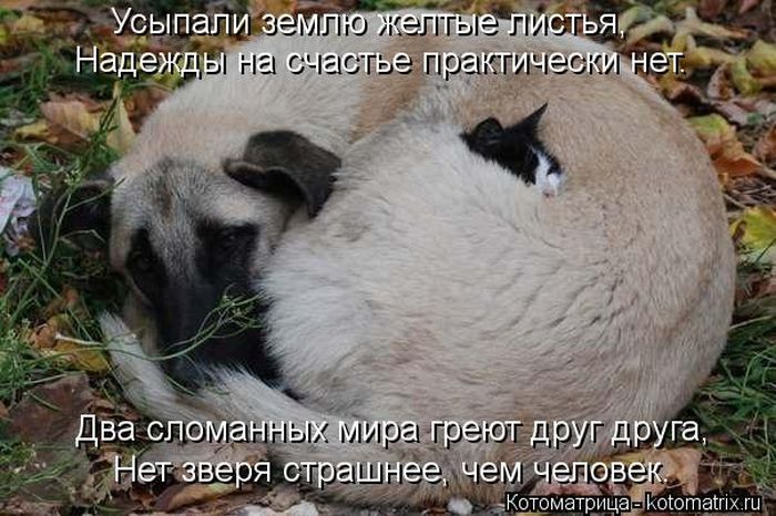 http://cdn.trinixy.ru/pics5/20130906/kotomatrix_35.jpg