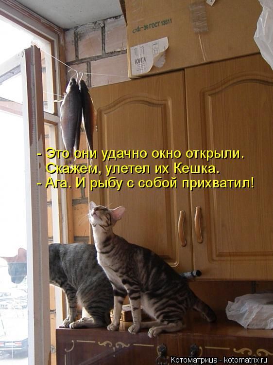 http://cdn.trinixy.ru/pics5/20150403/kotomatrix_14.jpg