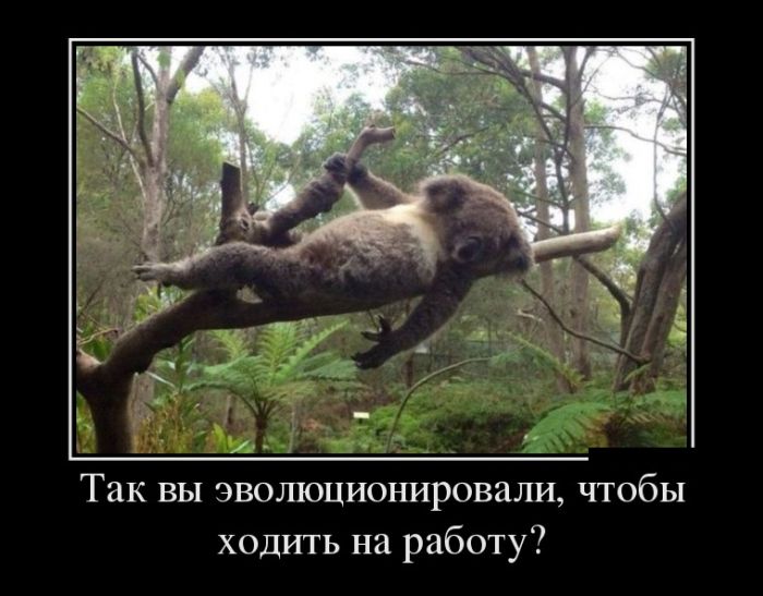 http://cdn.trinixy.ru/pics5/20160401/demotivatory_11.jpg
