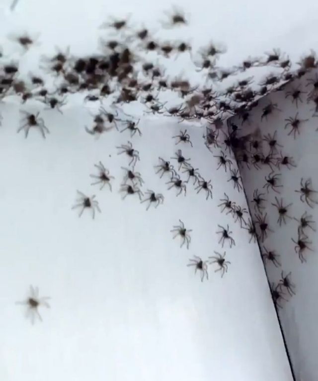 Много пауков фото