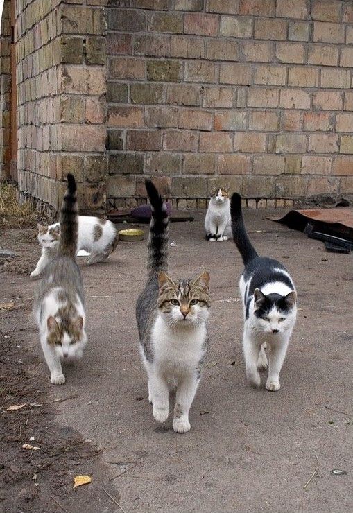 Большая подборка смешных котов (95 фото)