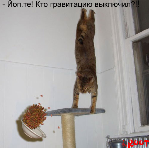 Боянная мега-подборка котов (49 фото)