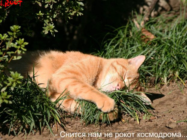 Боянная мега-подборка котов (49 фото)