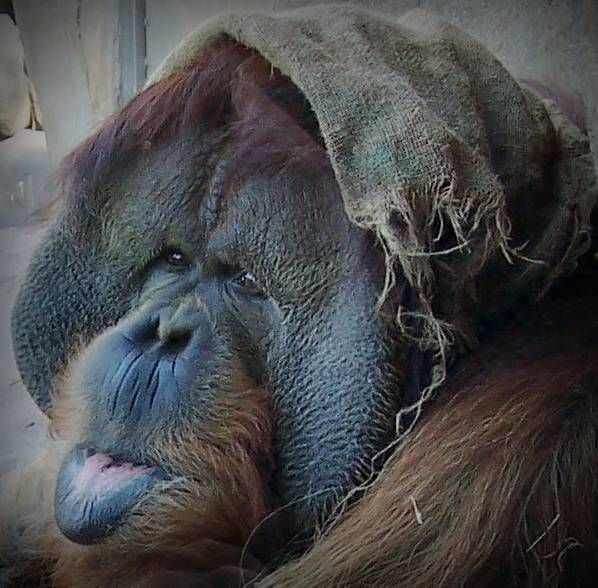 Орангутаны - самы смешные обезьяны (36 фото)