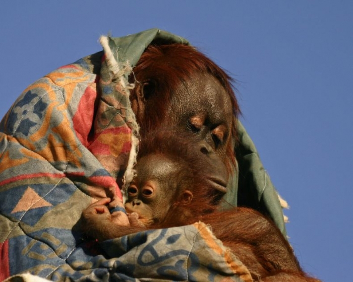 Орангутаны - самы смешные обезьяны (36 фото)