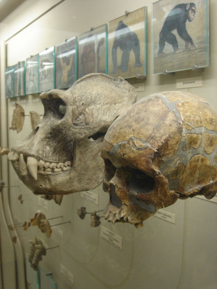 Экспонаты палеонтологического музея в москве