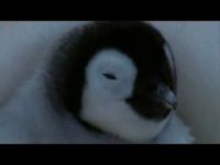 Пингвиненок учится ходить (3,2 мб)