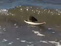 Крыса на серфинге