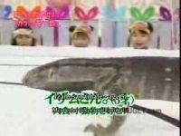 Японские шоу с участием животных (10 видео)