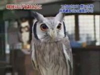 Японские шоу с участием животных (10 видео)