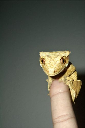 Животные, которые умещаются на пальце (104 фото)