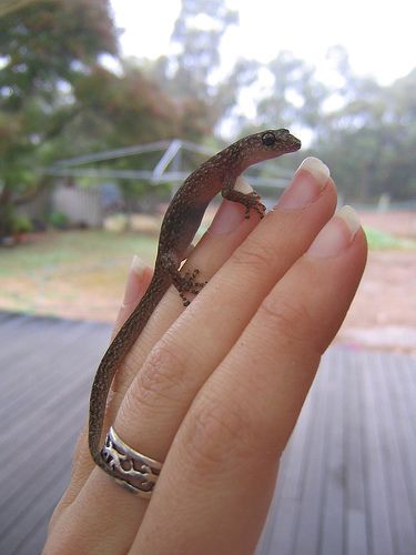Животные, которые умещаются на пальце (104 фото)