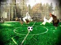 Курицы играют в футбол (1.5 мб)