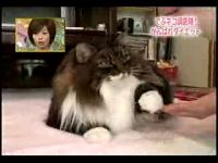 Японская диета для котов (6.9 мб)