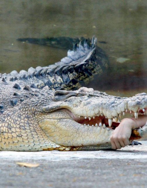 История крокодила. Фото не для слабонервных (3 фото)