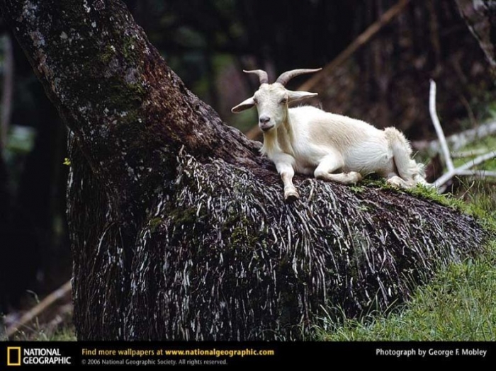 Подборка лучших фотографий SPRING'2007: животные, спорт, креатив (247 фото)