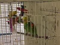 Очень разговорчивый попугай (3.1 мб)