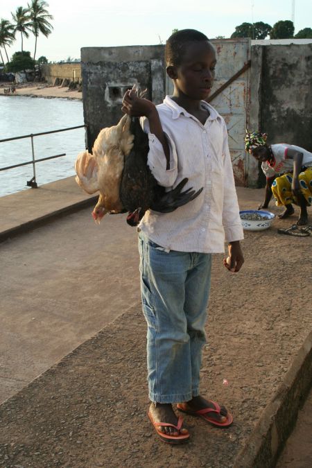 Методы перевозки куриц (22 фото)