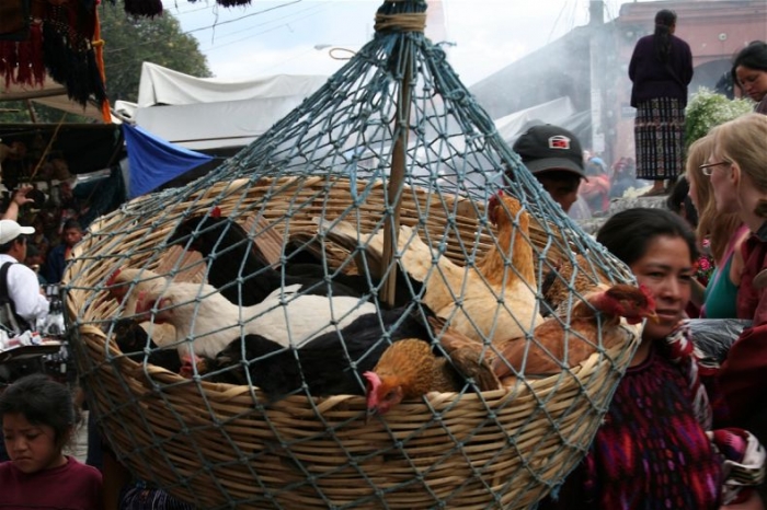 Методы перевозки куриц (22 фото)