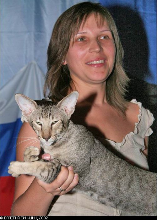 Любителям кошек понравится ))) (27 фото)