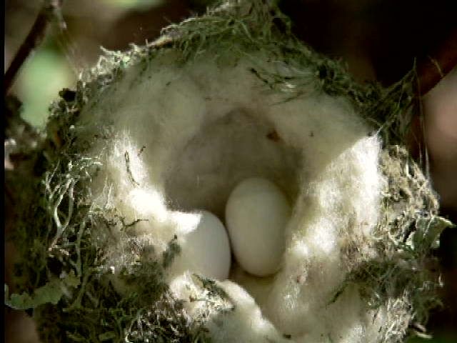 Рождение колибри (17 фото)