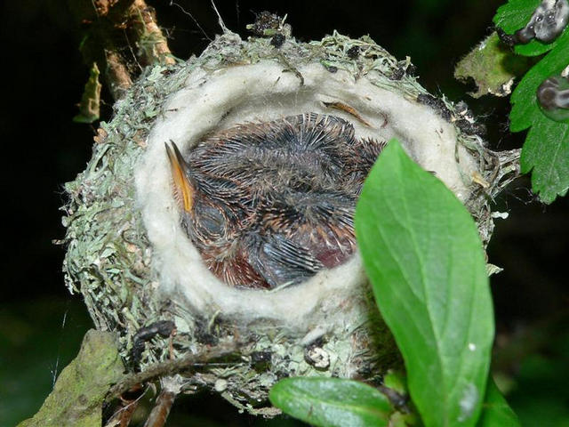 Рождение колибри (17 фото)