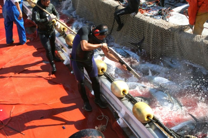 Охота на тунца. Рыбалкой это назвать сложно (24 фото)