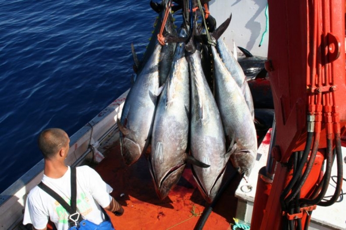 Охота на тунца. Рыбалкой это назвать сложно (24 фото)
