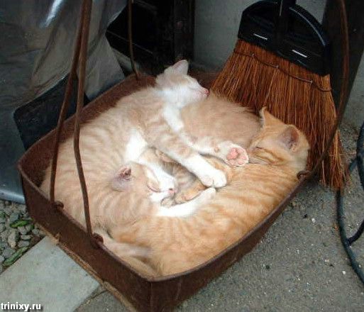Классная подборка смешных котов (60 фото)