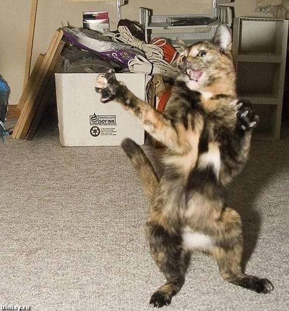 Классная подборка смешных котов (60 фото)