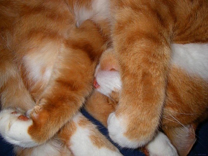 Подборка спящих кошек. Очень мило ) (46 фото)