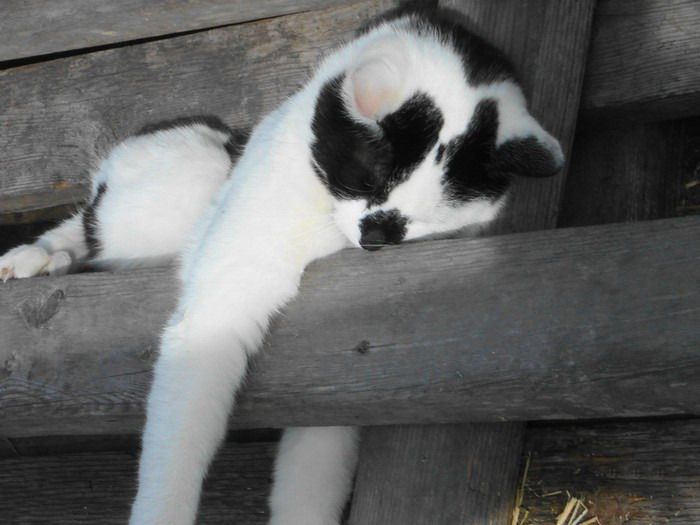 Подборка спящих кошек. Очень мило ) (46 фото)