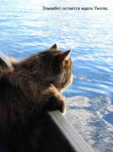 Коты-пираты Карибского моря (25 фото)