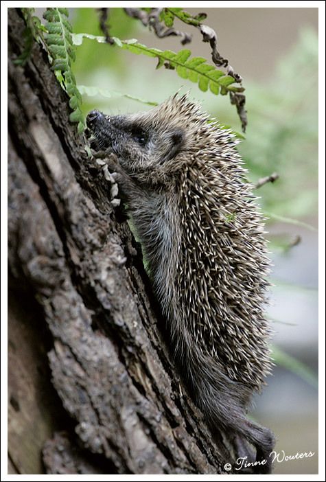 Обыкновенный ёж. Обыкновенный ёж с ежатами. Еж обыкновенный хмао. Обыкновенный ёж. Индокитайский еж.